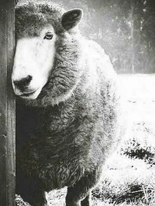 قصابی یوسفی