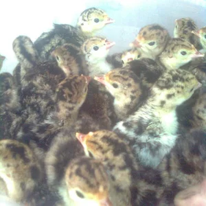 جوجه کشی گلزار
