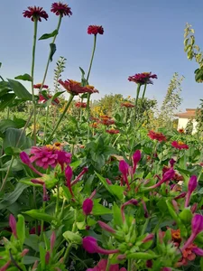 اسد باغی