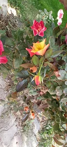 بوستان لاله