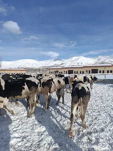 دامپروری طاعتی زاده