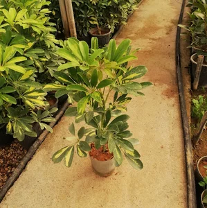 گلسرای لوتوس