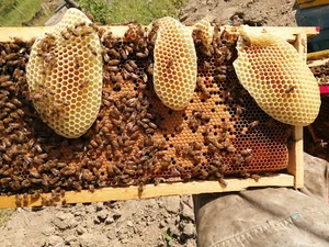 عسل طبیعی پدرام