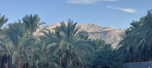 نخلستان های وحدتیه