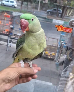 دنیای پرندگان چیکو