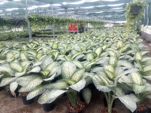 باغ گل اریکا