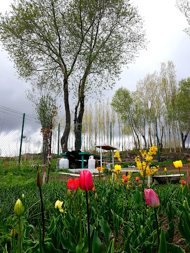 Aghdami Tulip Garden