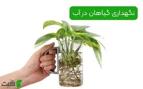 فروش گل و گیاه