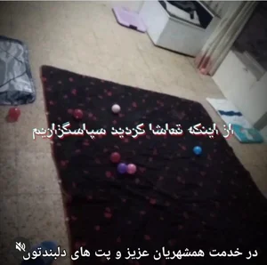 پانسیون خانگی حیوانات هایکا