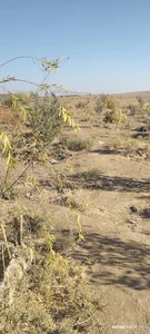 شرکت رزین های صنعتی ایران