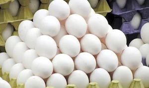 پخش تخم مرغ رسولی