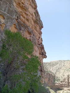 نی‌ریز
