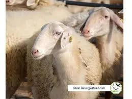 فروشنده گوسفند زنده آرمان رستمی