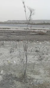 محل نشستن رودخانه دالکی
