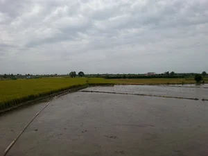 چمازکتی