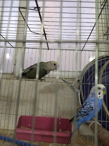 پرنده سرای طوطیا