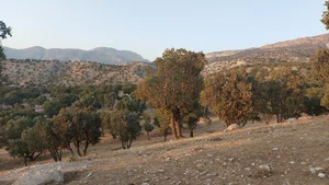 پارک جنگلی چغا سبز