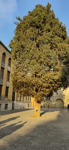 سرو زربین کاخ گلستان