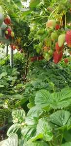 گلخانه توت فرنگی نریمانی Greenhouse Strawbreey