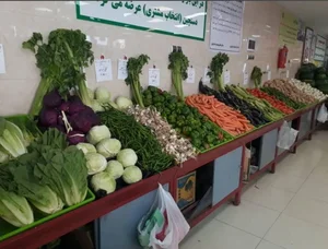 باغ سبزی حاج عبداله 4