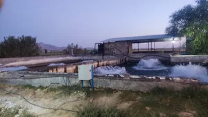 پرورش ماهی جمشیدی