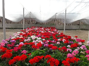 گلخانه مسعود