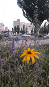 پارک دور میدان