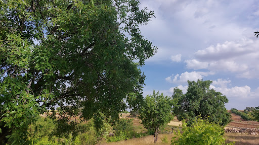 رزک کرانی