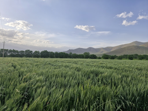 مزرعه واحدی