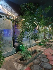 سفره خانه شبستان 4