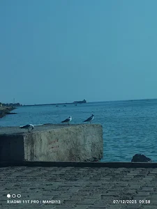 HDP