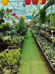 تولیدات گل و گیاه مثنوی