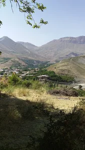 مجتمع زنبق