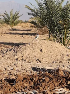 دشت سید جوذر