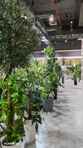 Greenhome Indoor Plants- Boulevard