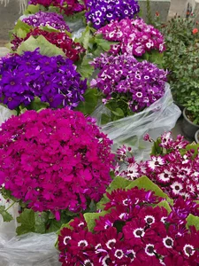 باغ گل رضا سرلک