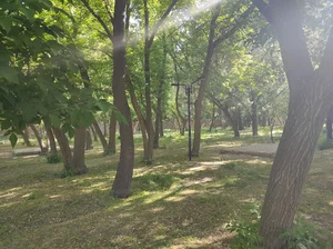 پارک جنگلی