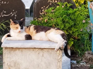 39 رشت