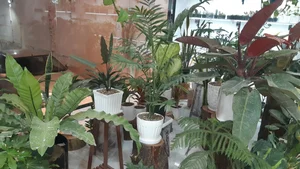 گل هانا 4