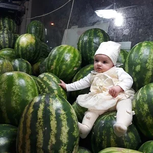 میدان میوه و تره بار شهید صمدی 4