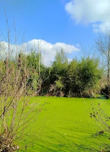 مرداب تجن گوکه بوستان ۲۳🌿✨