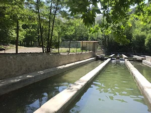 پرورش ماهی اغشت/قبادی