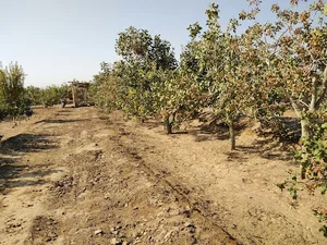 garden of Pistachio mahmood kalateh