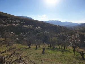 روستای امام وردی