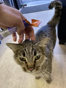 میوخان پت ‌شاپ Meowkhan pet shop