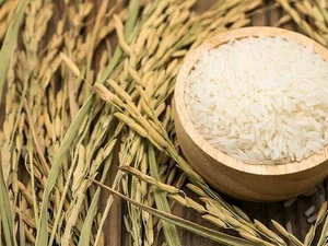 صنایع غذایی زنوس
