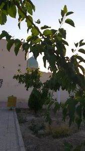 مسجد امام حسن مجتبی (ع)