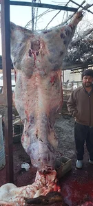 گوشت و مرغ حاج محسن