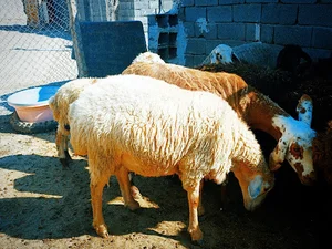 دام زنده افشاری