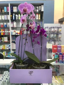 داروخانه شبانه روزی دکتر غزائیان 3